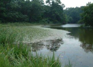 A Brothel Turned Bathhouse