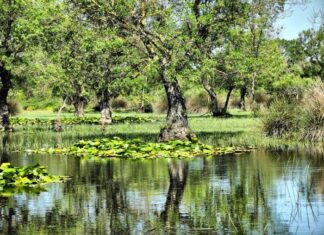 Commendation for the Church at Pergamum