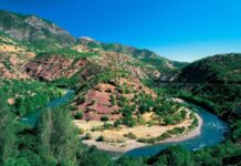 Sacred Cattle in Egyptian Religion