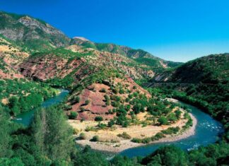 Sacred Cattle in Egyptian Religion