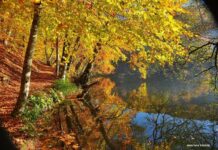 The Message of the Oracles